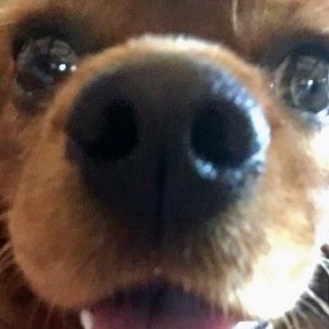 Meet your Posher, Amerson